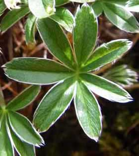 Silbermänteli, jpg 54kb